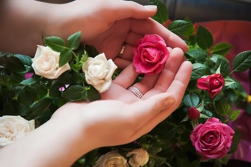 Hands Holding Roses — Pink, Calm