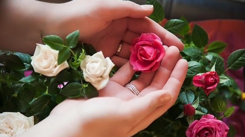 Hands Holding Roses — Pink, Serene