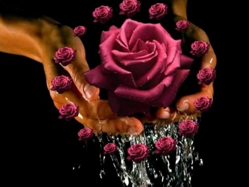 Hands Holding Roses — Purple