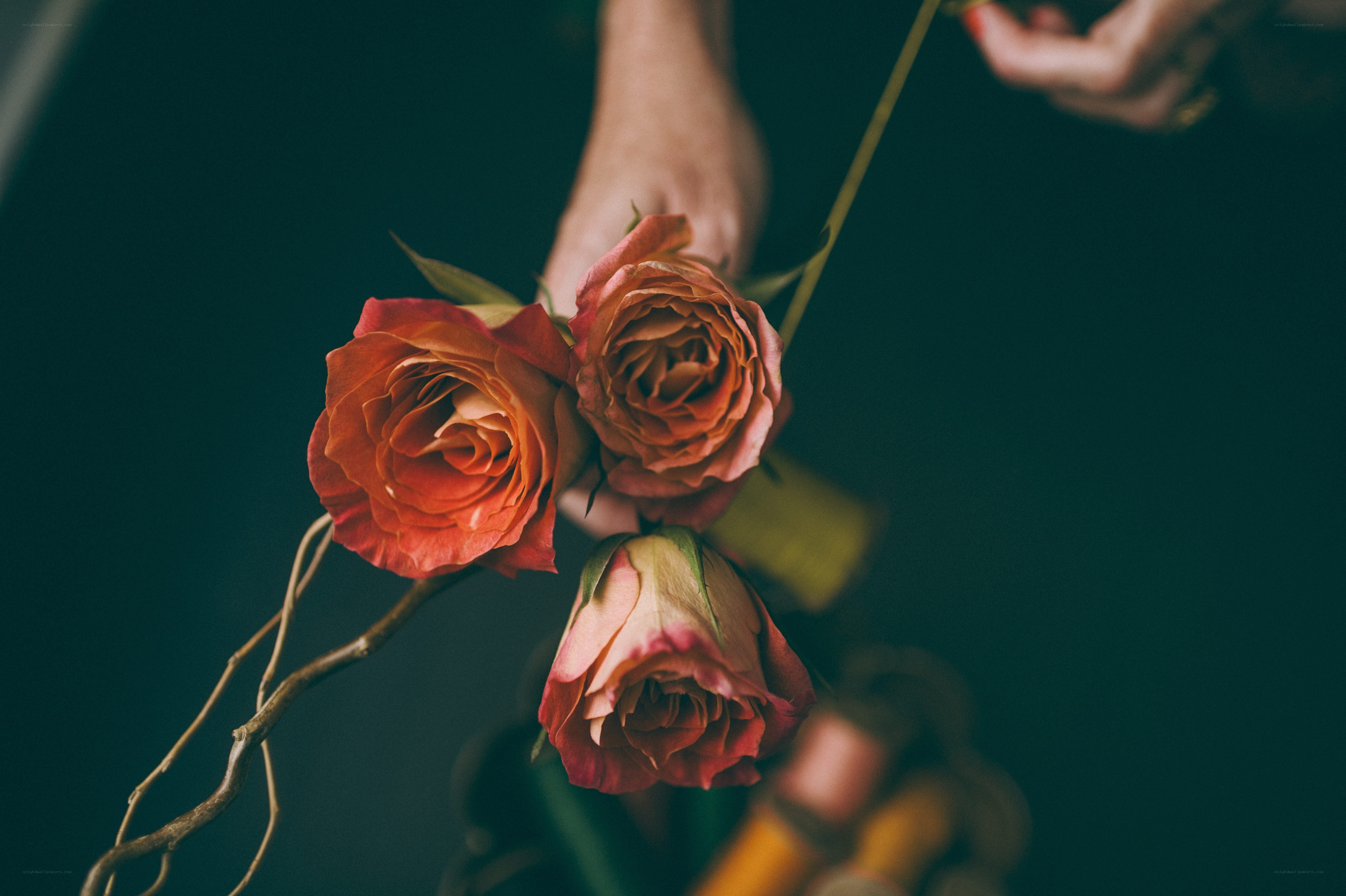 hands holding roses