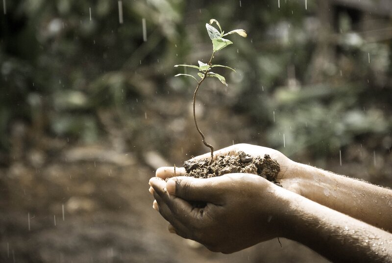 Hands Holding Sapling