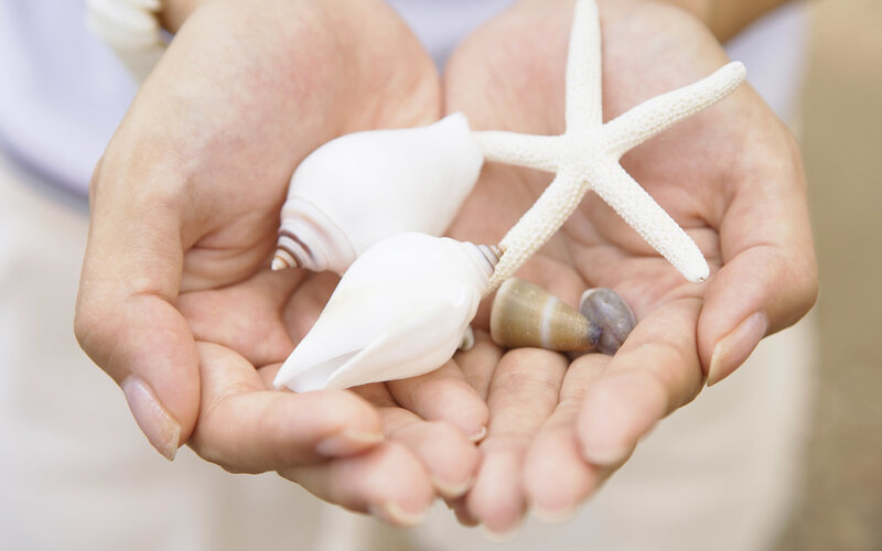 hands holding seashells and starfish