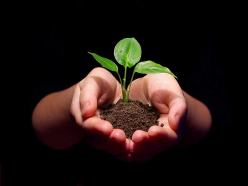 Hands Holding Seedling