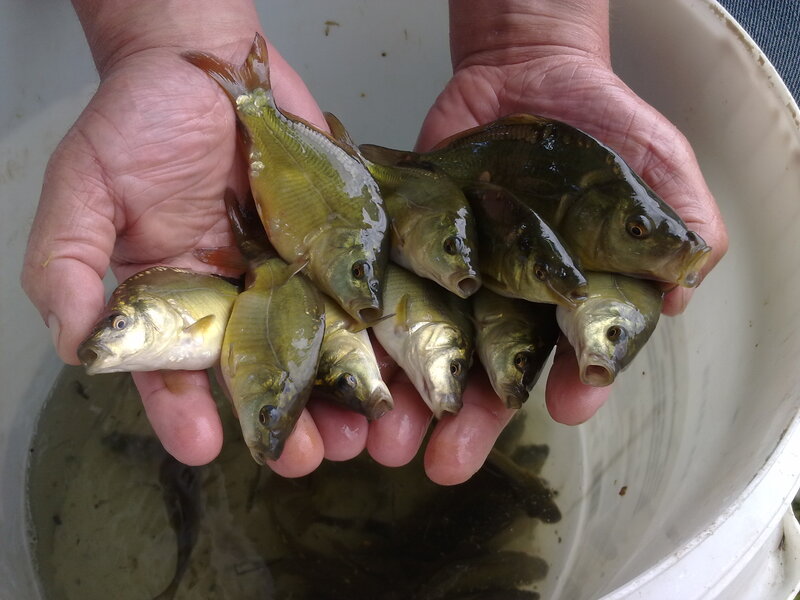 Hands Holding Small Fish