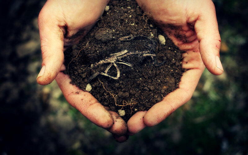 Hands Holding Soil and Bones