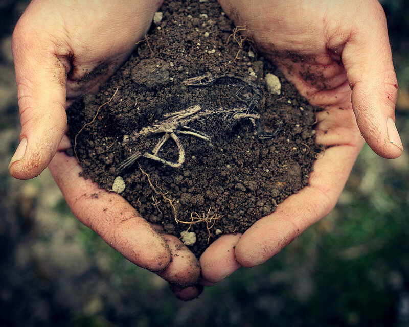 hands holding soil with skeleton