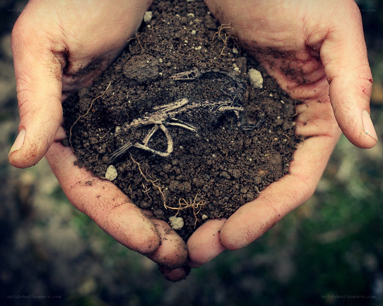 hands holding soil with skeleton