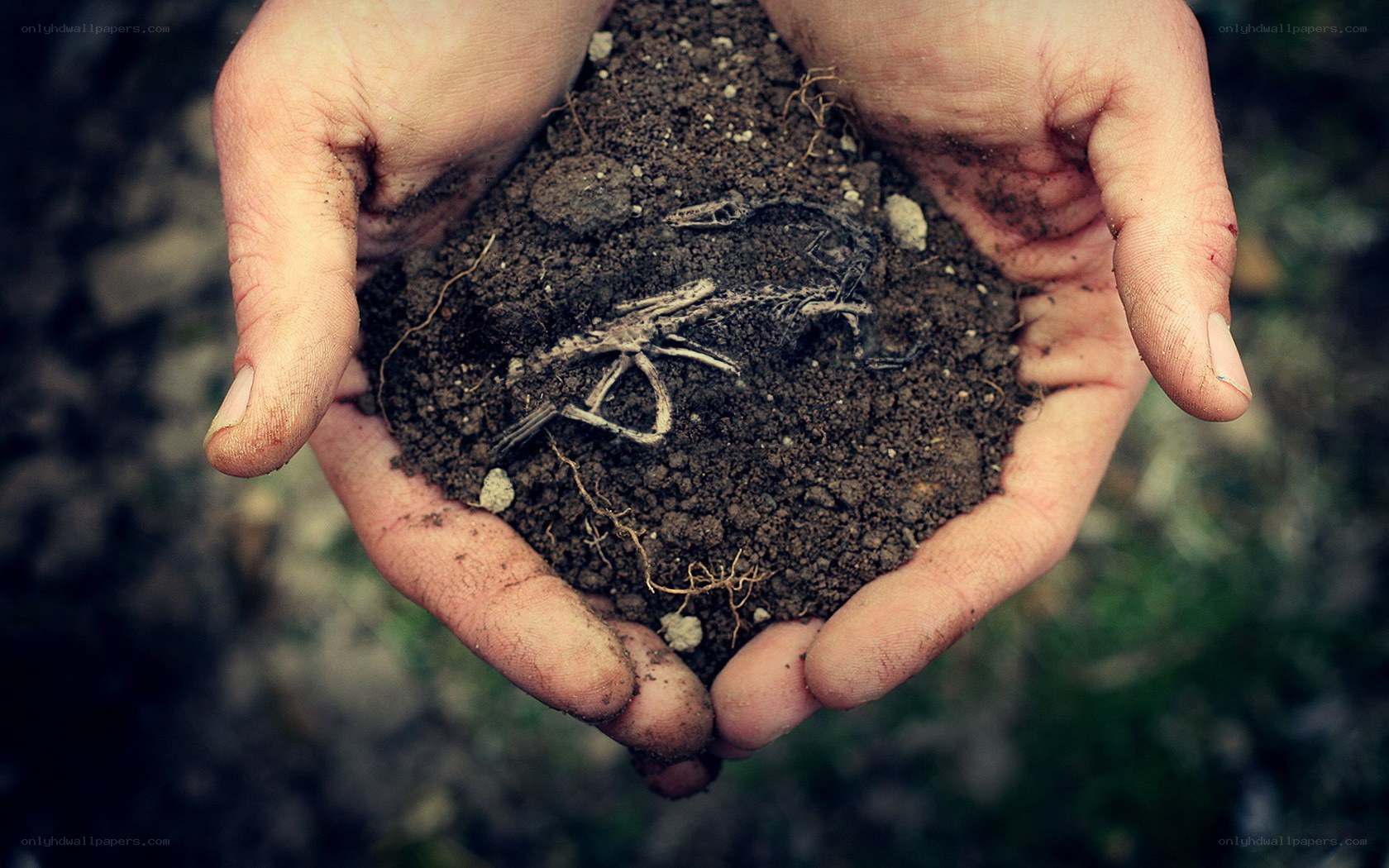 hands holding soil with skeleton
