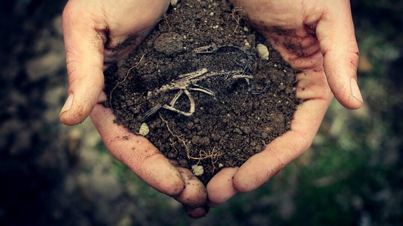 hands holding soil with skeleton