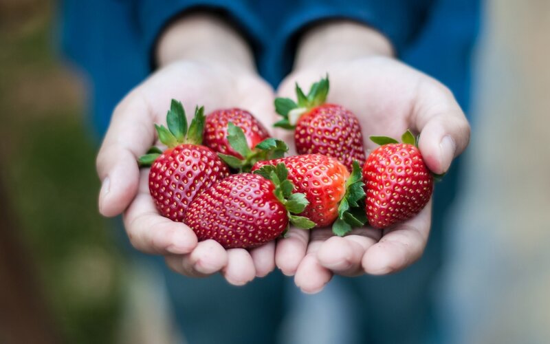 Hands Holding Strawberries — Red, Calm, Photograph