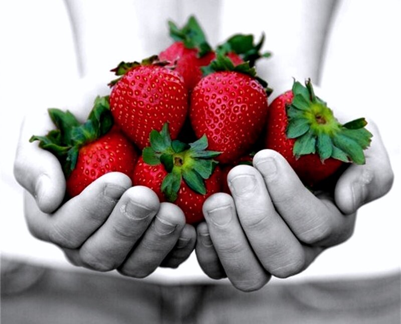 Hands Holding Strawberries — Red, Calm