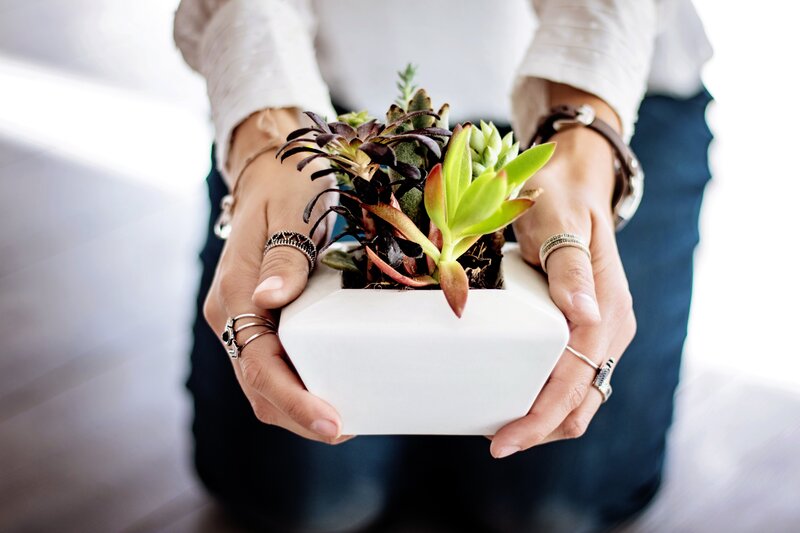 hands holding succulent plant
