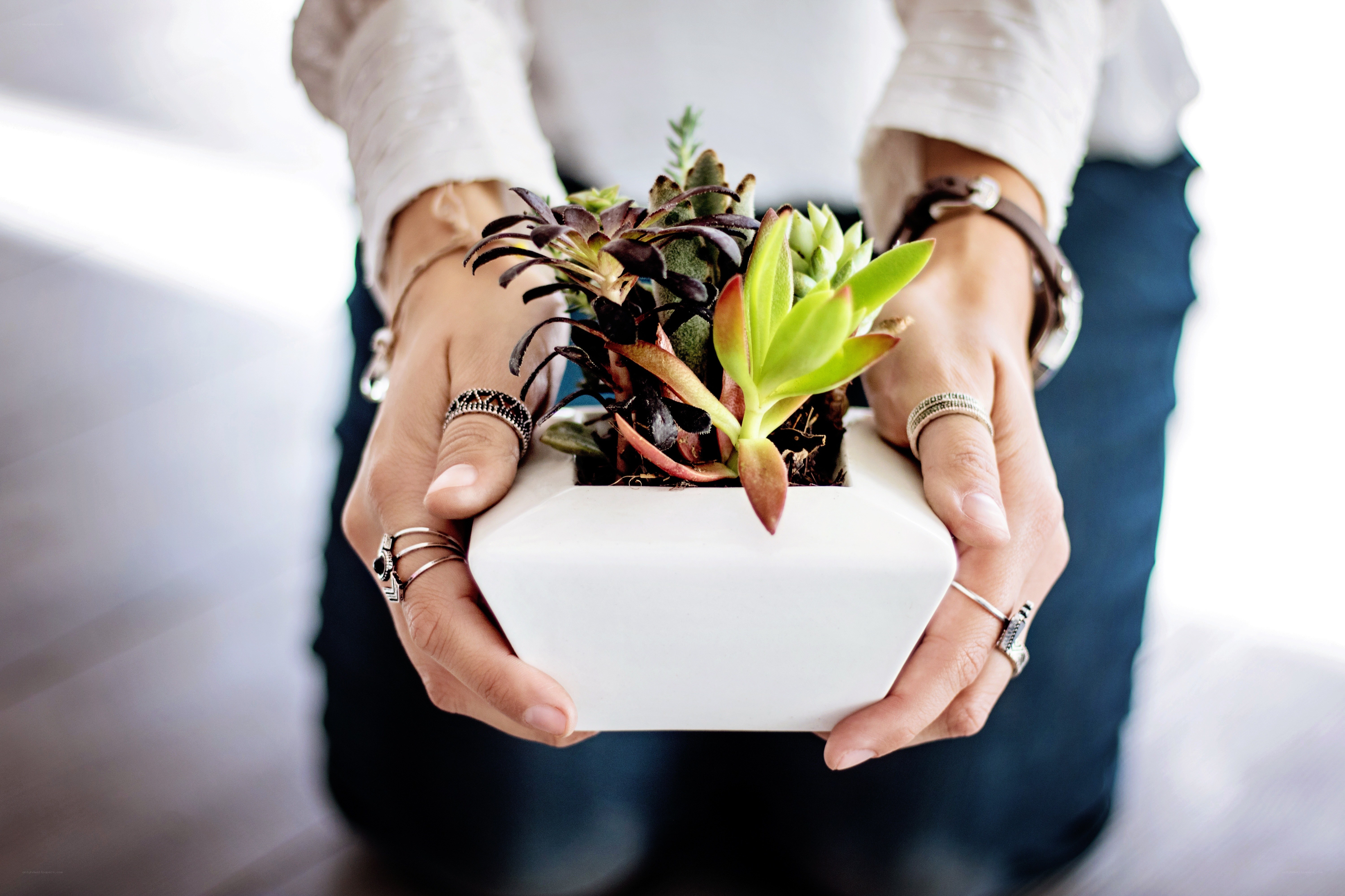 hands holding succulent plant