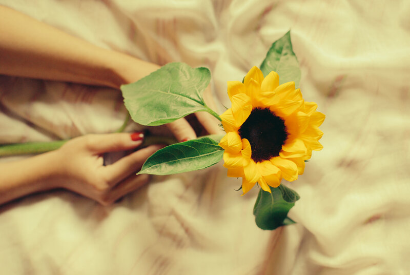 Hands Holding Sunflower — Yellow, Calm, Photograph