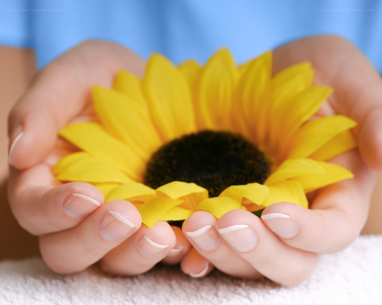 hands holding sunflower