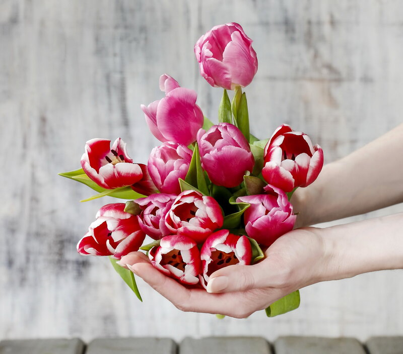 Hands Holding Tulips
