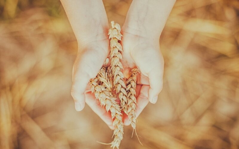 Hands Holding Wheat — Brown, Serene