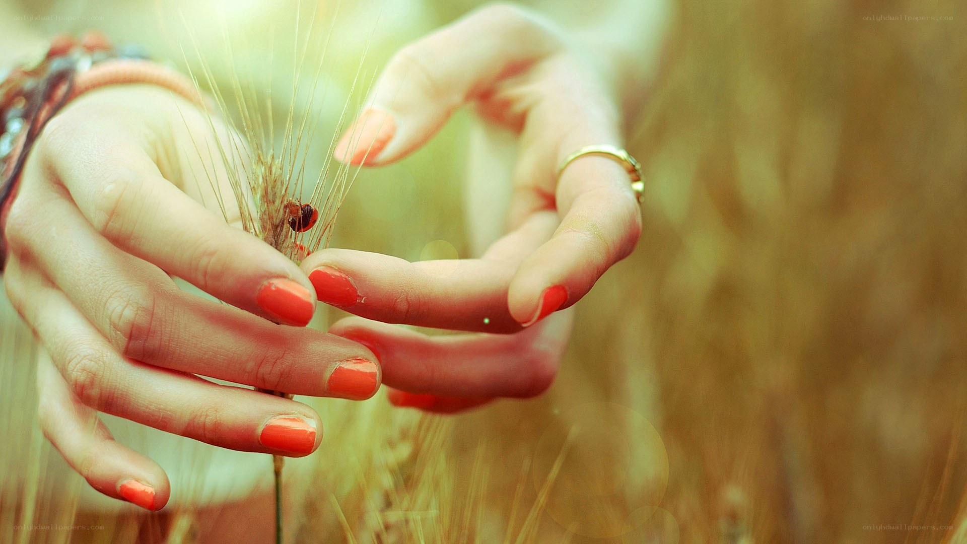 hands holding wheat in field