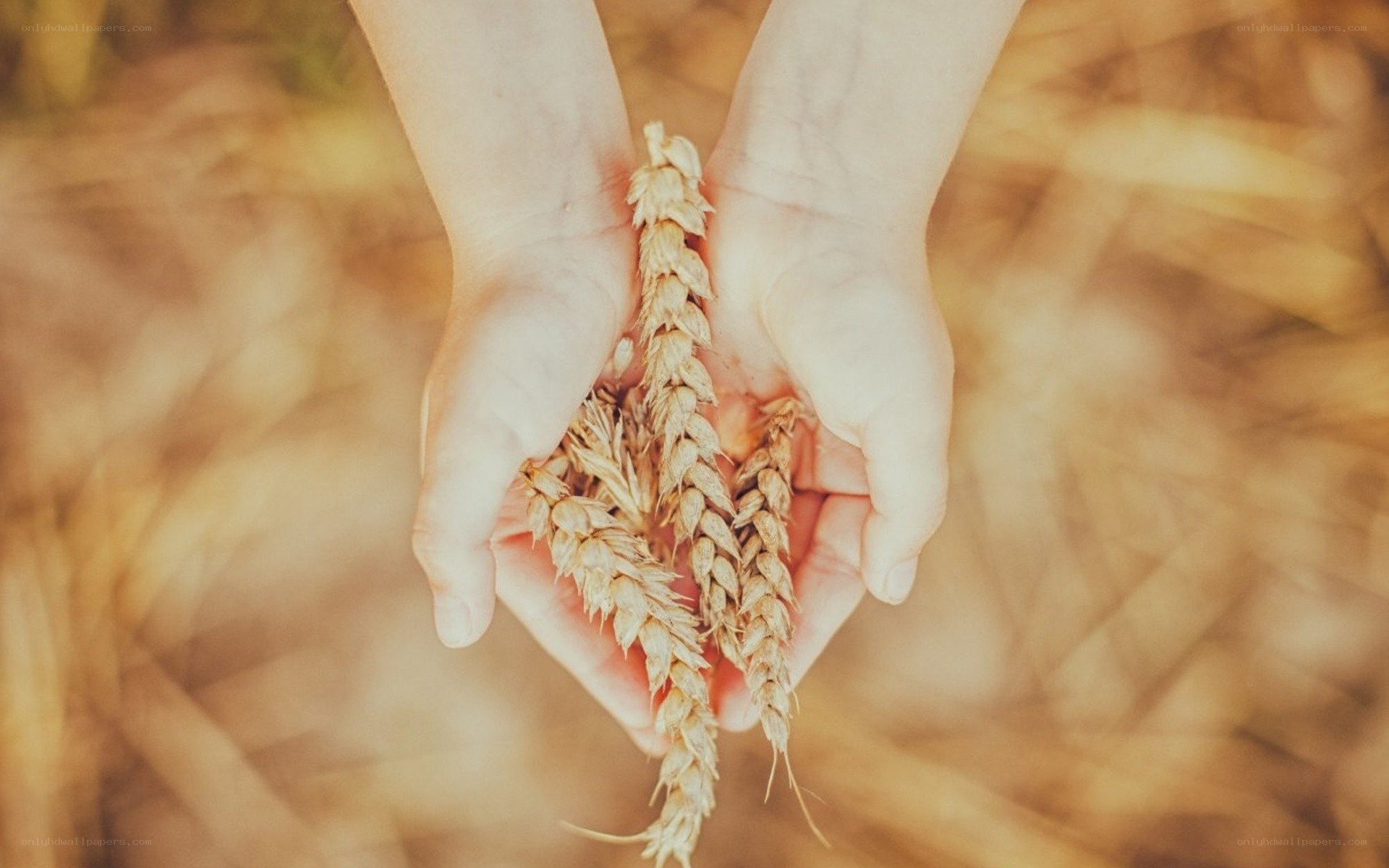 hands holding wheat stalks
