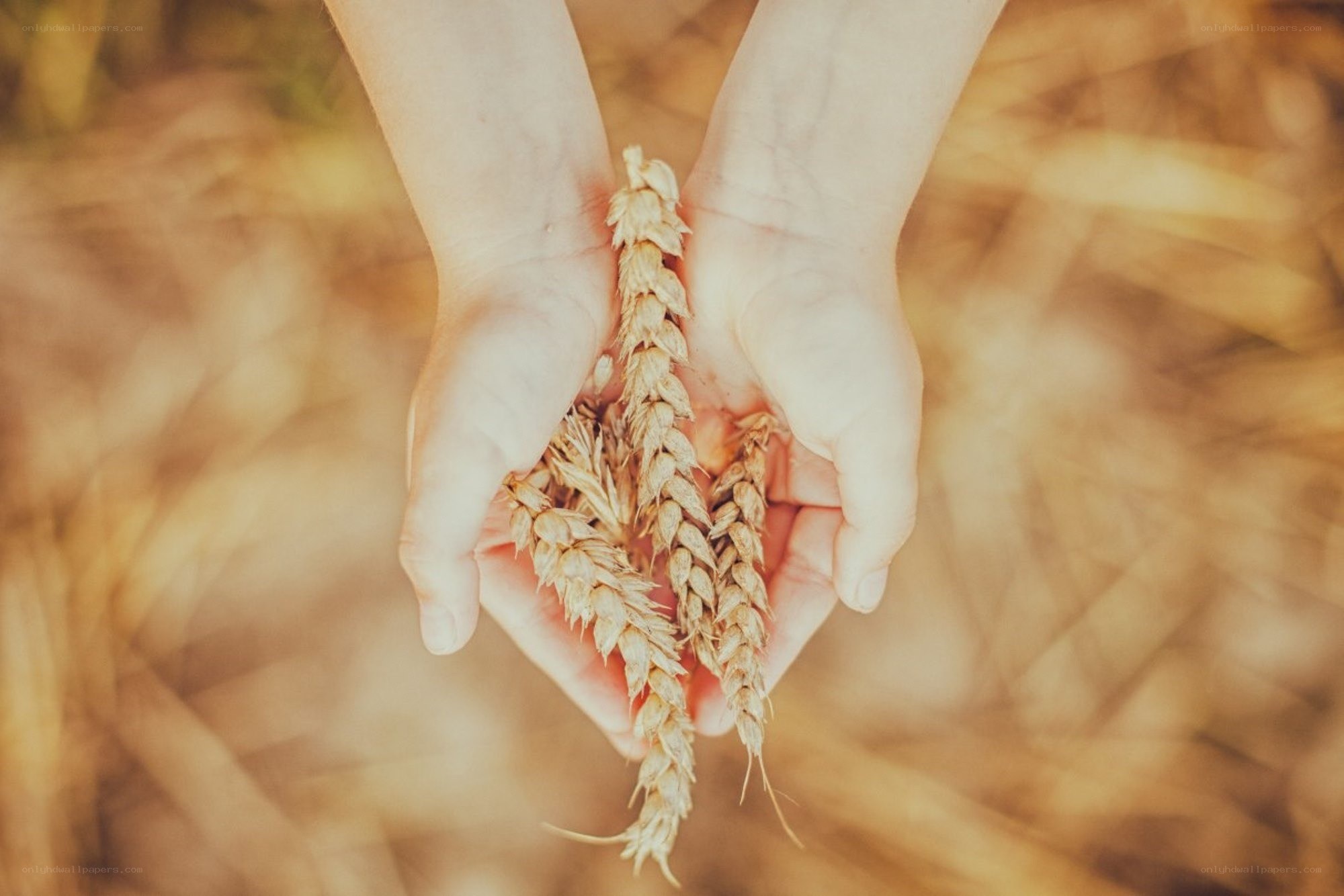 hands holding wheat stalks