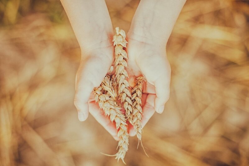 Hands Holding Wheat