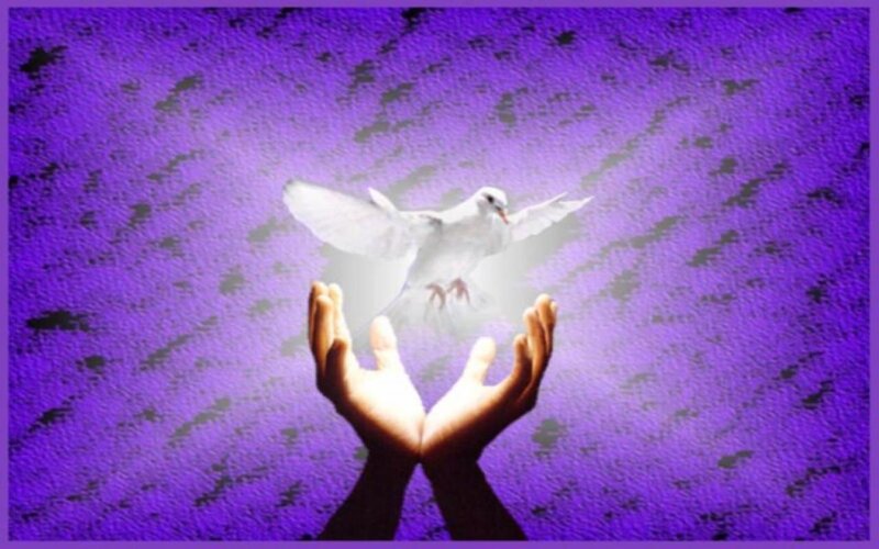 Hands Holding White Dove