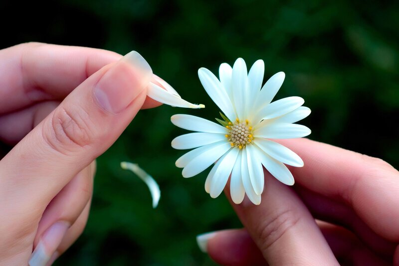 Hands Holding White Flower — Calm, Afternoon
