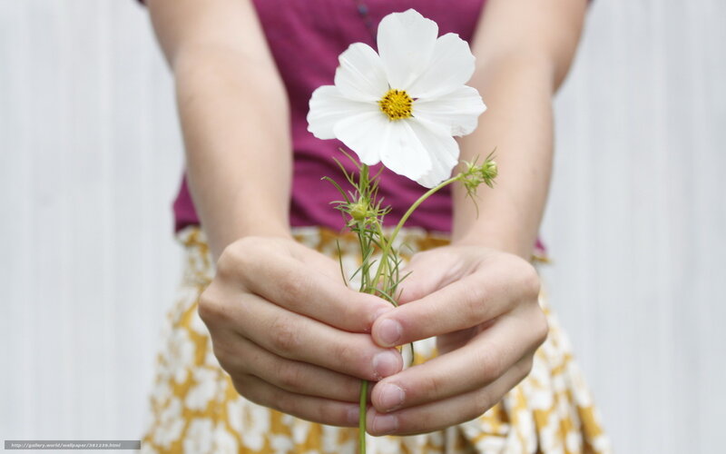 hands holding white flower