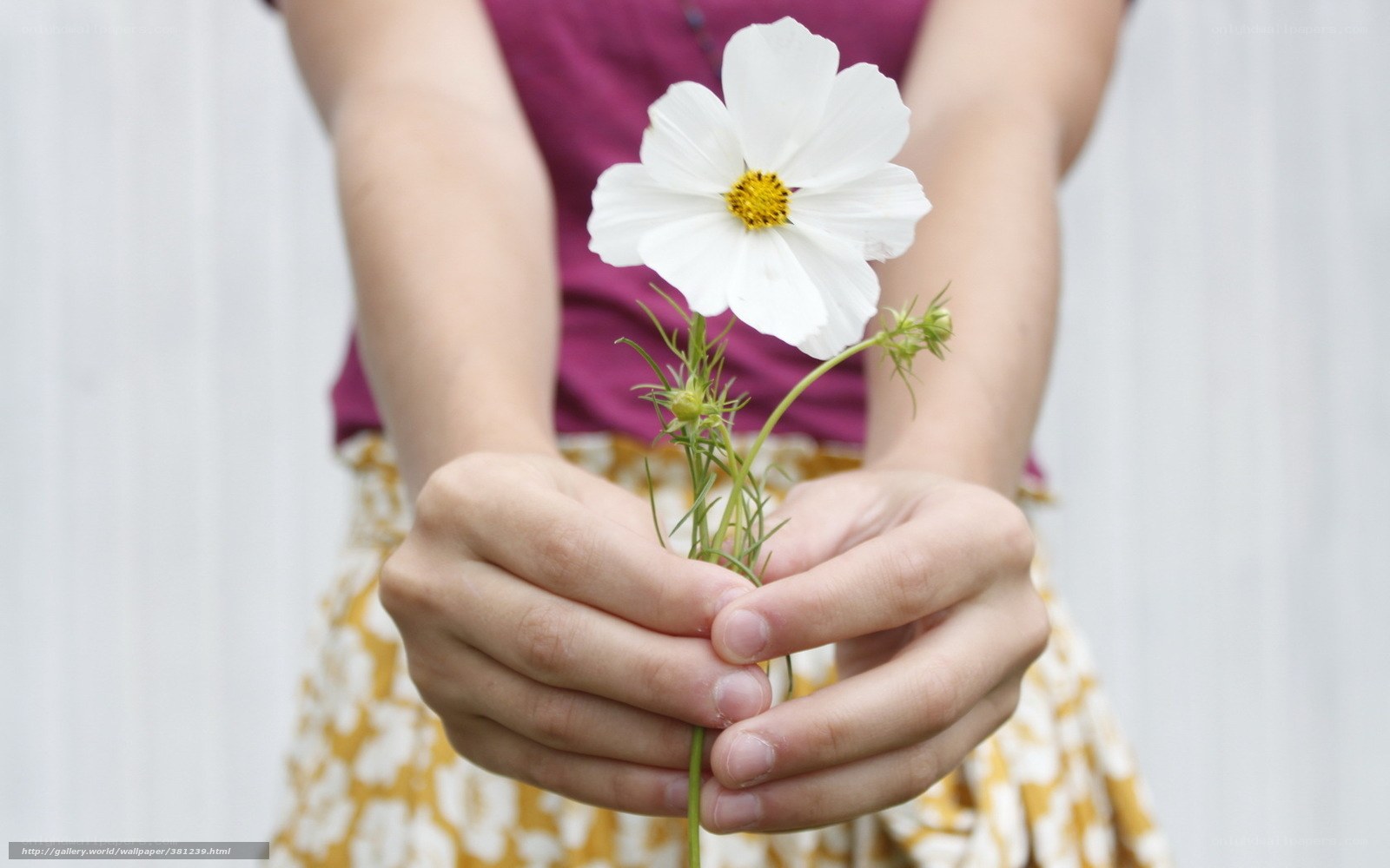 hands holding white flower