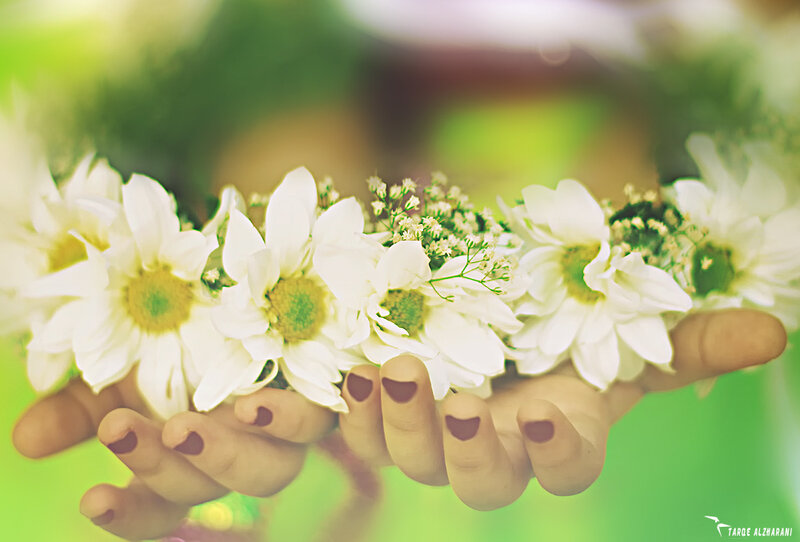 Hands Holding White Flowers — Serene