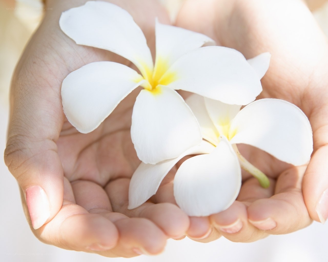 hands holding white flowers