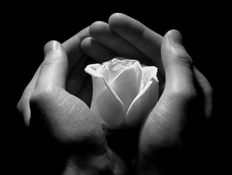 Hands Holding White Rose — Black