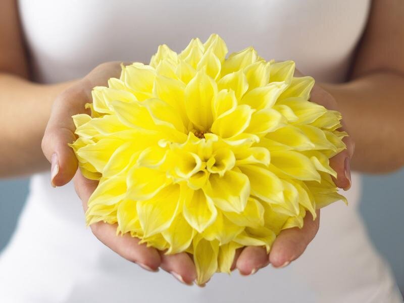 hands holding yellow dahlia flower