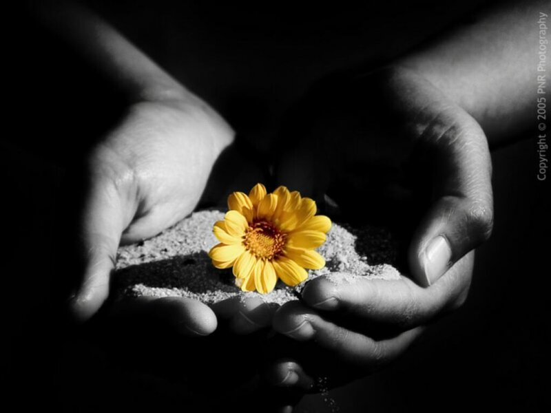 Hands Holding Yellow Flower — Dramatic