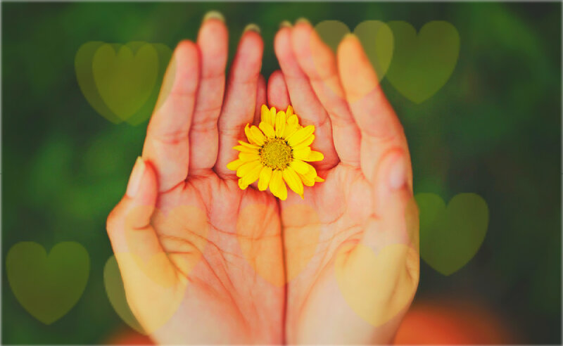 Hands Holding Yellow Flower