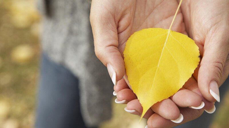hands holding yellow leaf