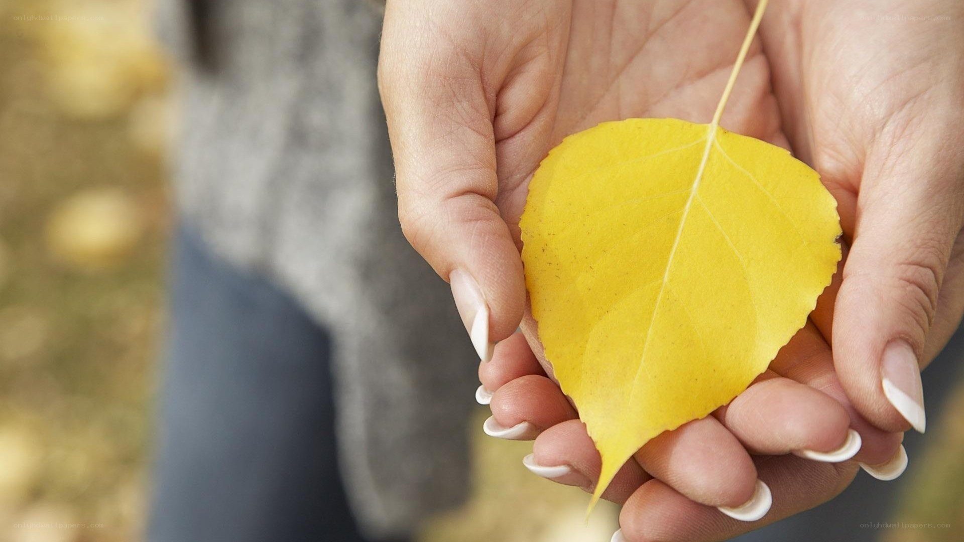 hands holding yellow leaf