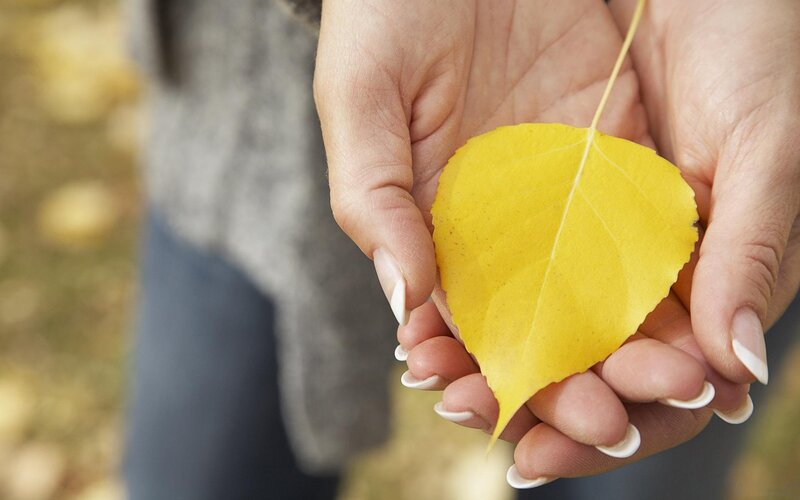 hands holding yellow leaf