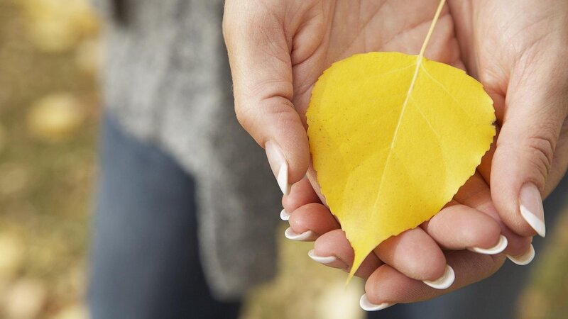 Hands Holding Yellow Leaf — Calm