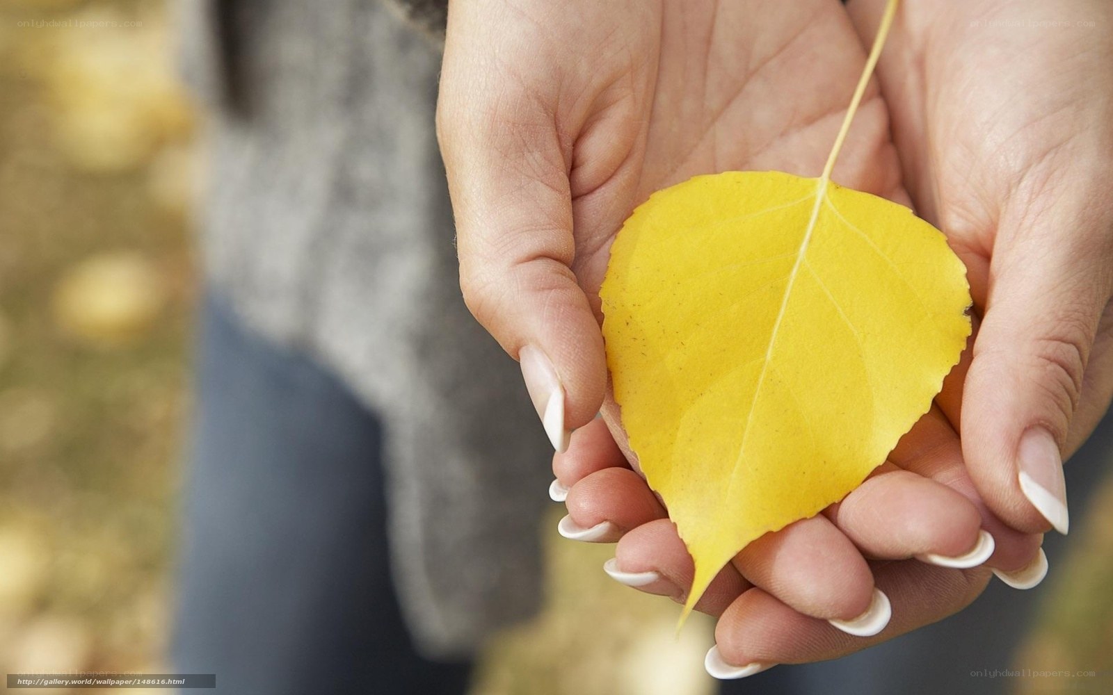 hands holding yellow leaf