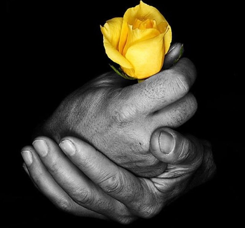 Hands Holding Yellow Rose — Dramatic