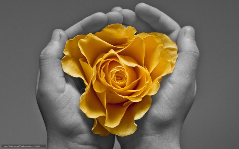 hands holding yellow rose
