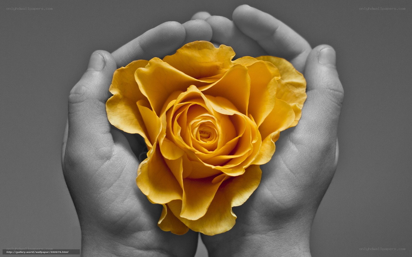hands holding yellow rose