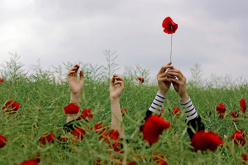 Hands in Poppy Field
