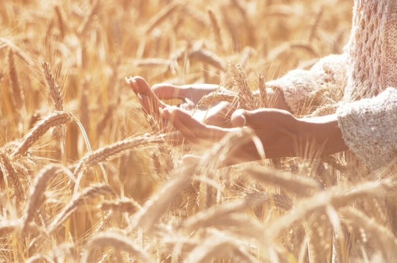 Hands in Wheat Field