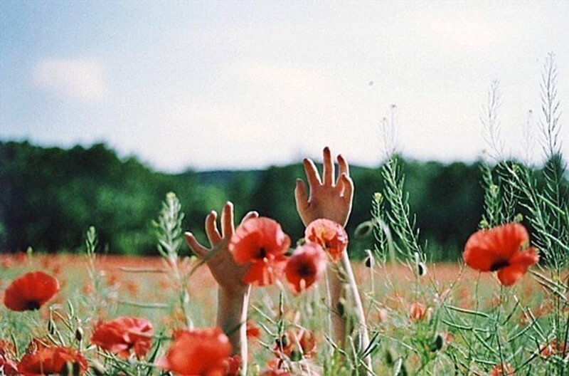 Hands Reaching from Poppy Field