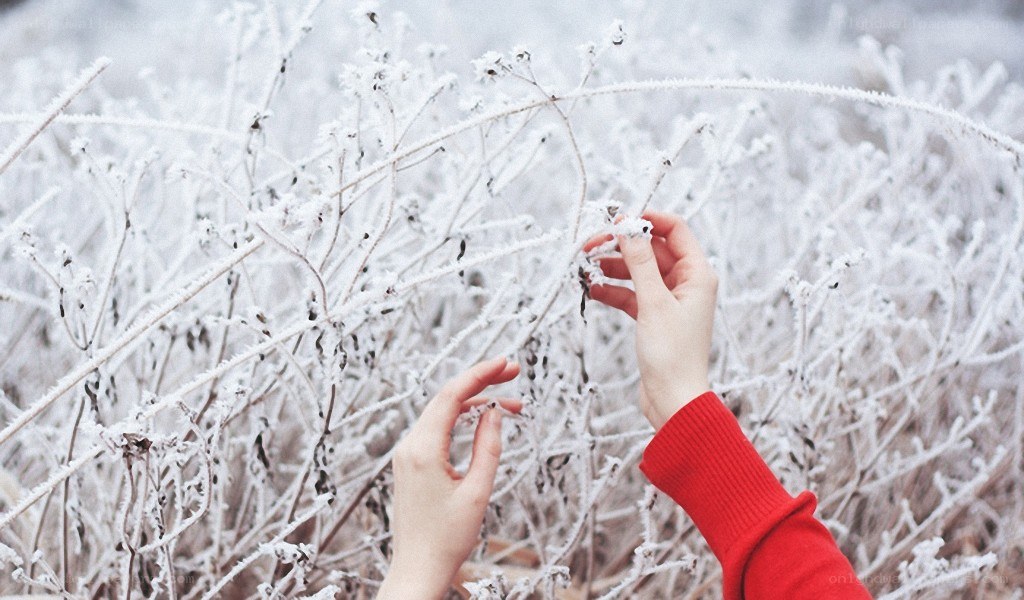 hands touching frost-covered plants