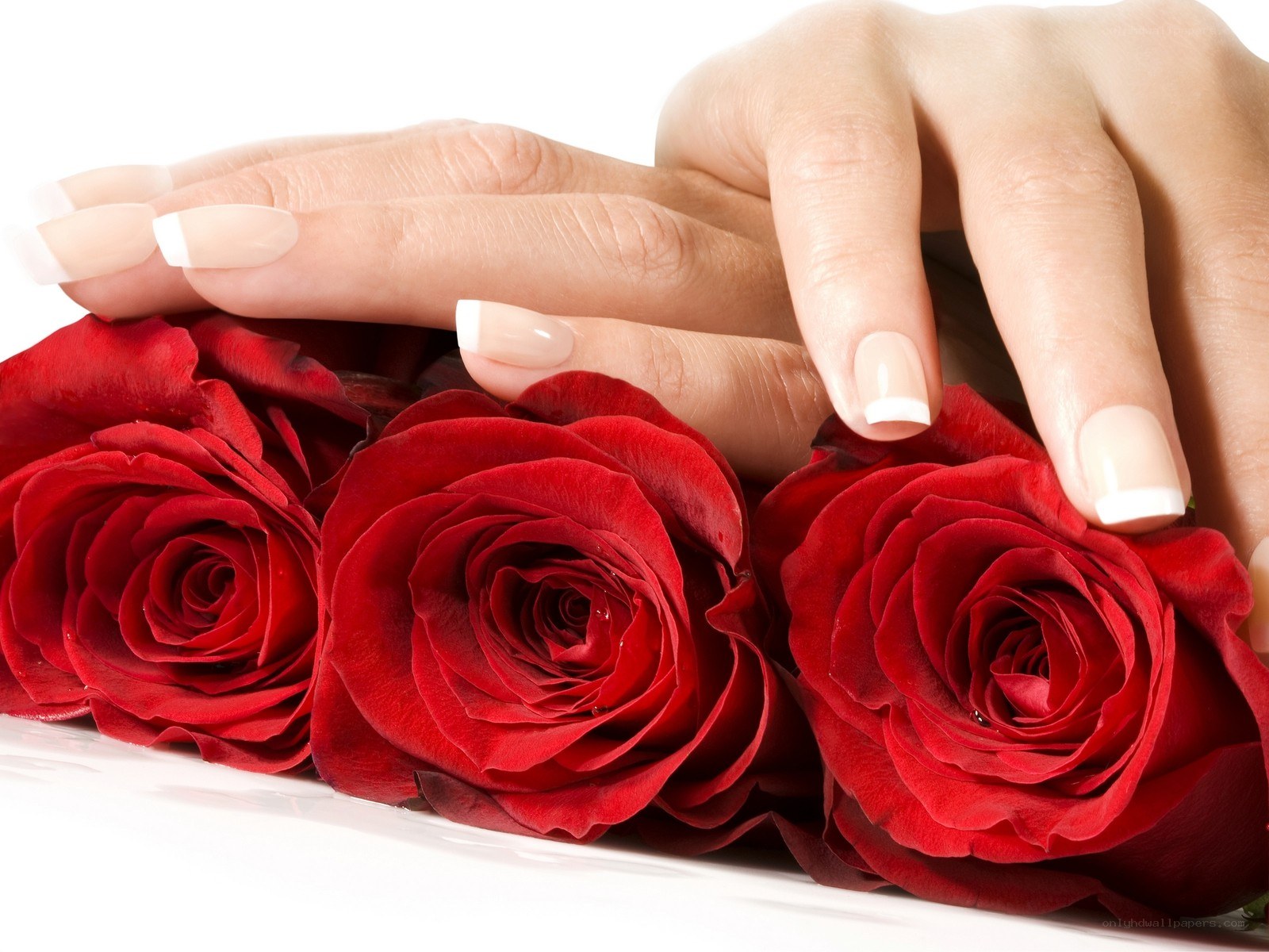hands with manicured nails on roses