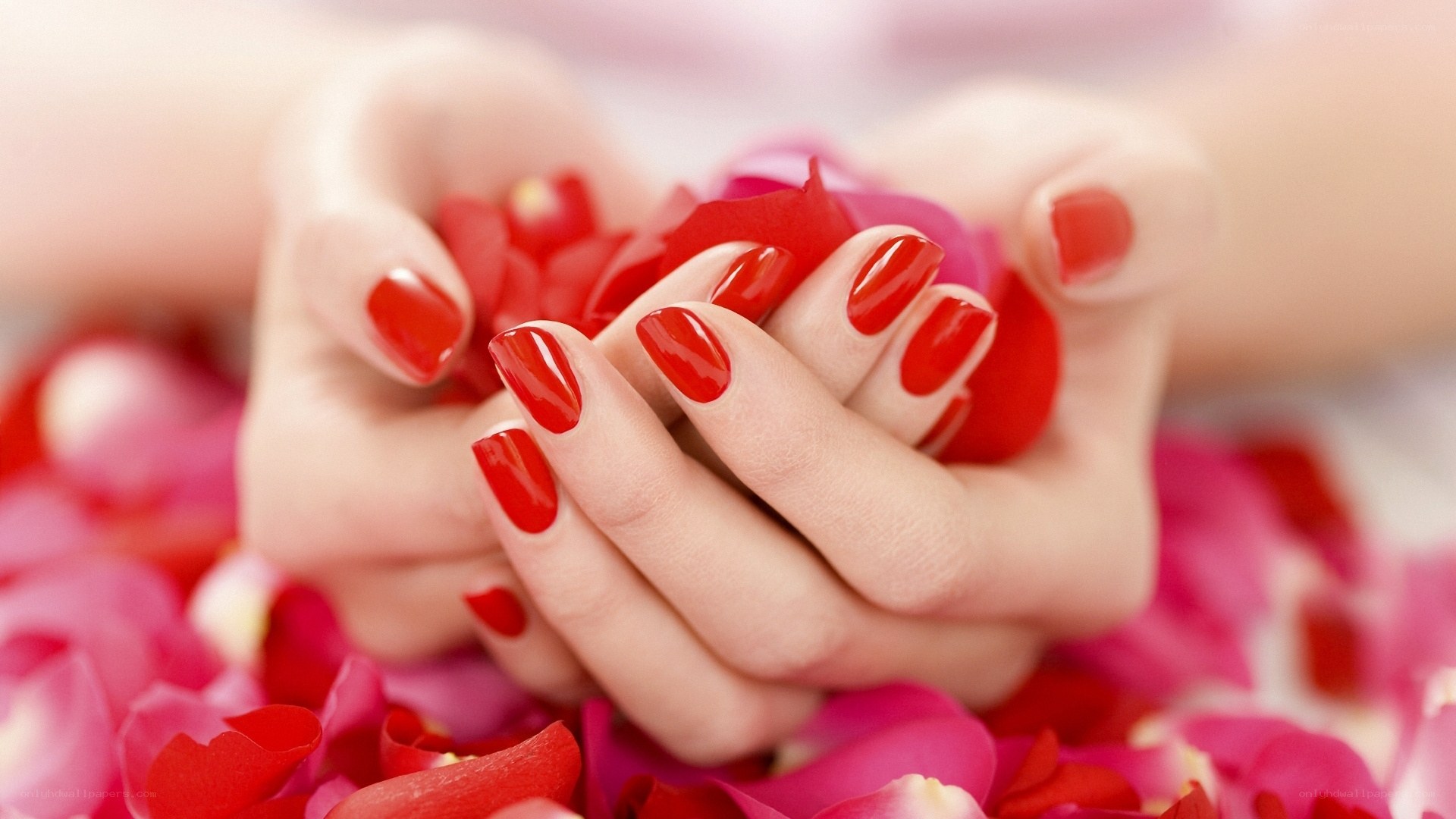 hands with red nails and rose petals