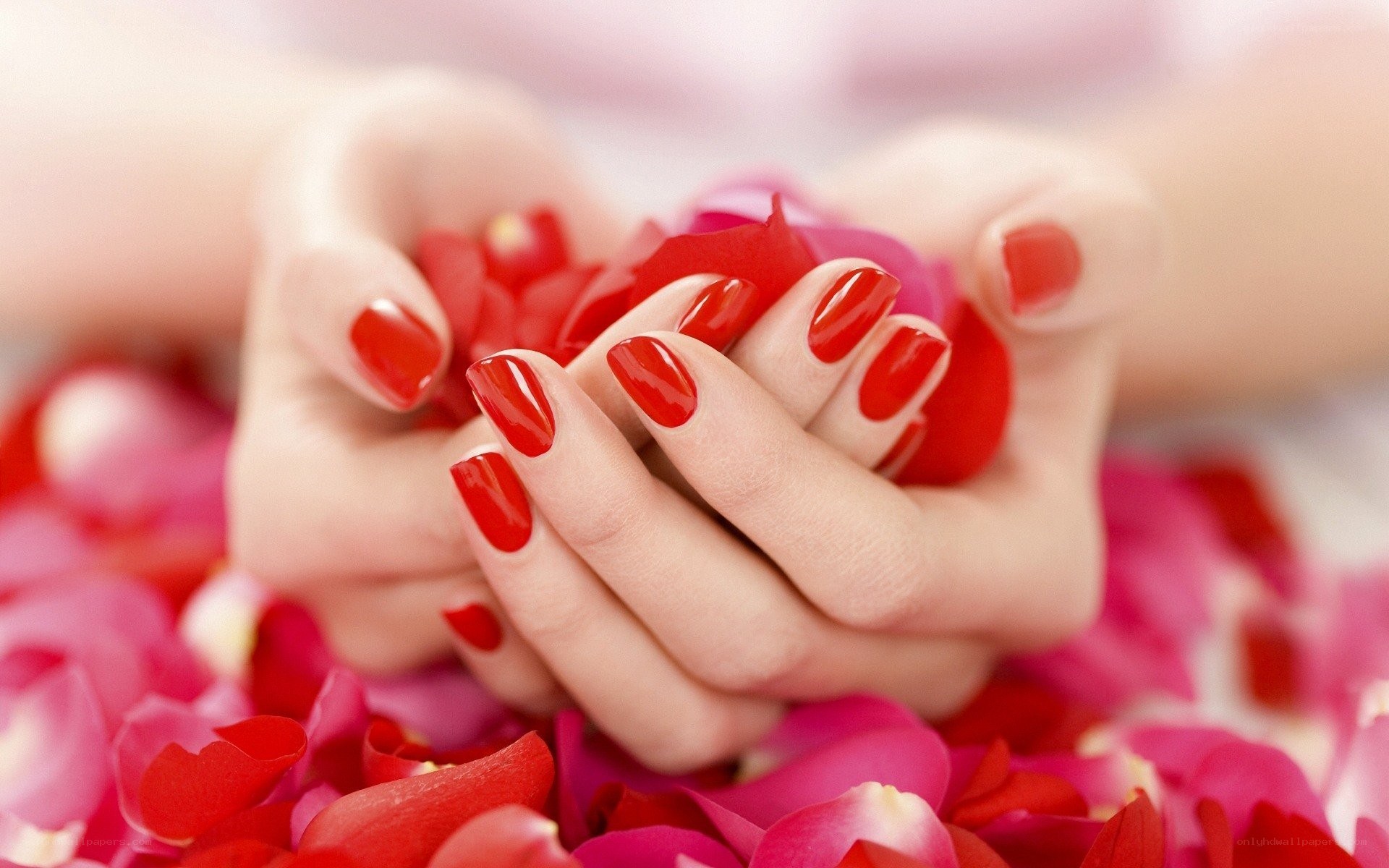 hands with red nails holding rose petals